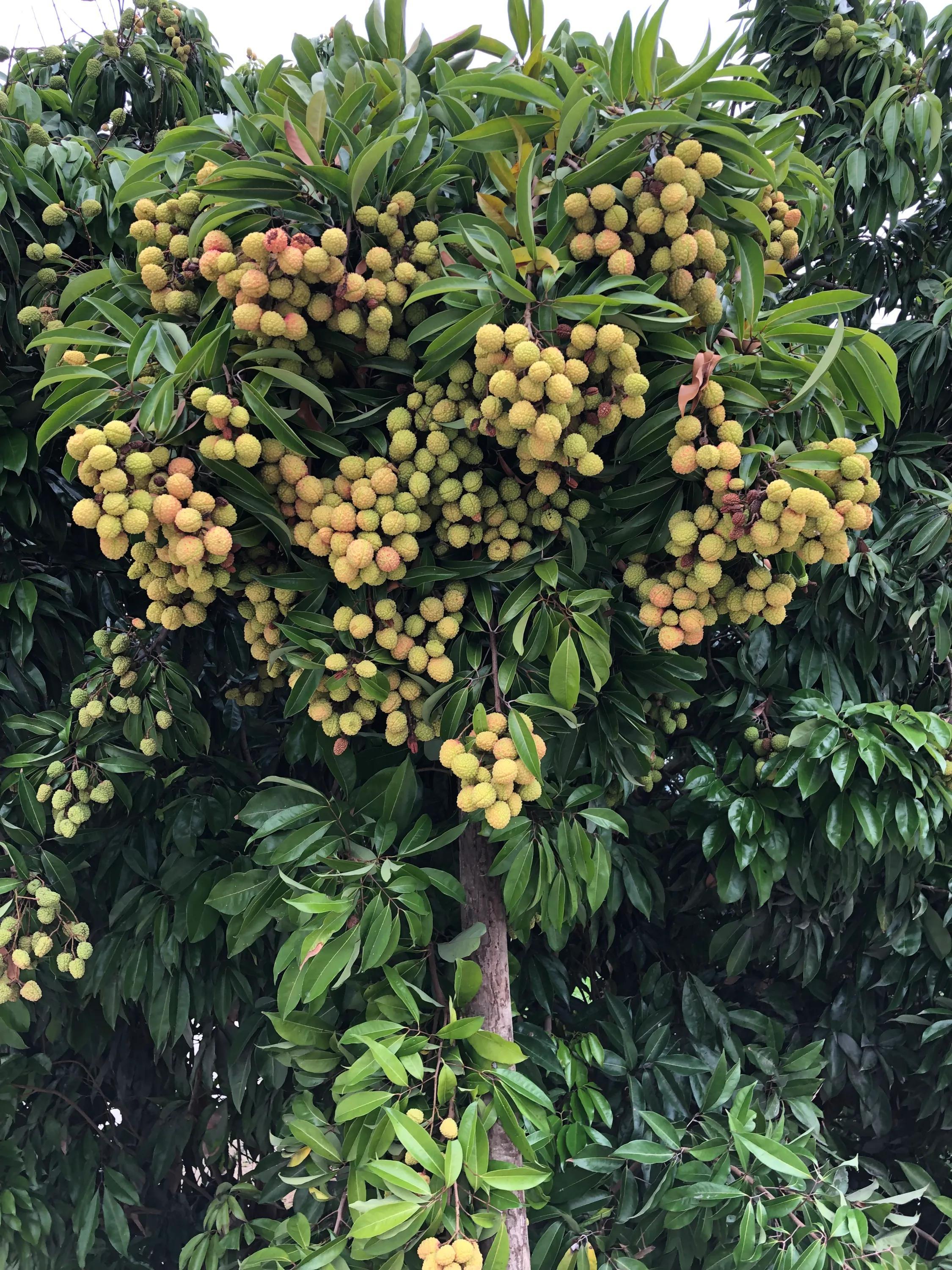 荔枝的成熟季節(jié)與上市月份，回溯荔枝的地位及成熟季節(jié)探討