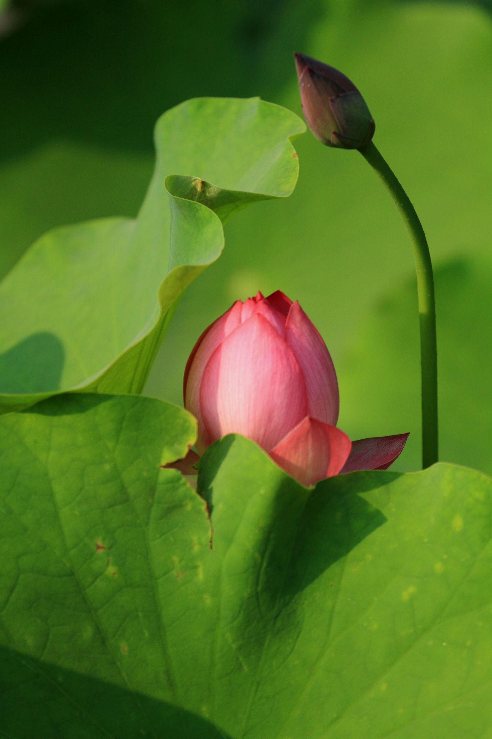 科技與藝術(shù)的結(jié)晶，最新鉆石荷花一品青蓮