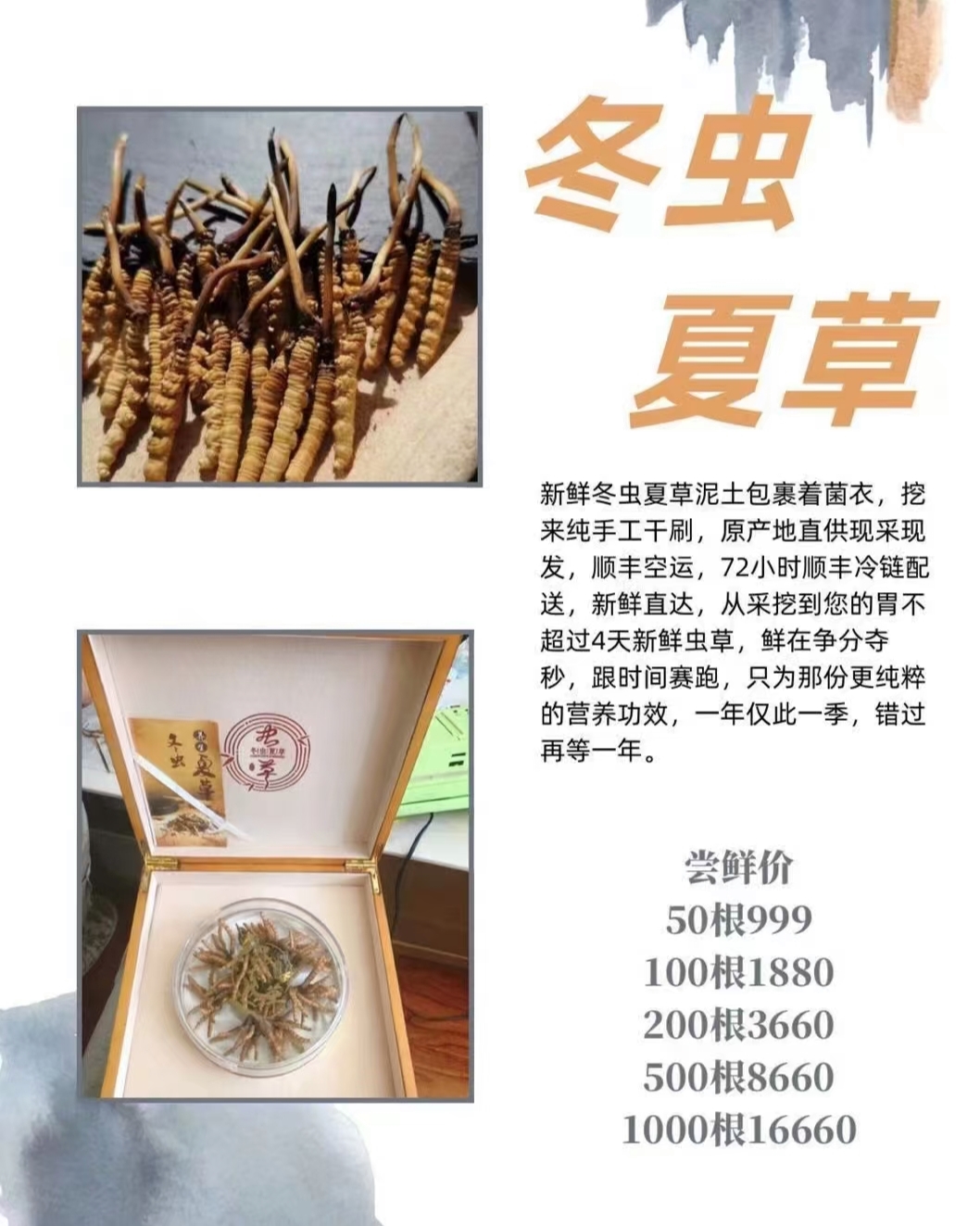 蛹蟲草最新價格表，全面了解蛹蟲草價格走勢