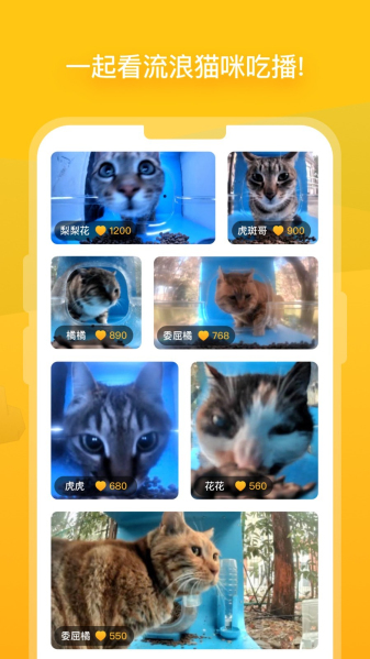 貓咪最新版本2025，探索小巷中的特色貓咪小店
